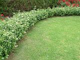 Star Jasmine Ground cover 